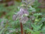  Phacelia tanacetifolia, Bourgeons et feuillage de Phacélie à feuilles de Tanaisie, Graines de  Phacelia tanacetifolia, Graines de Phacélie à feuilles de Tanaisie